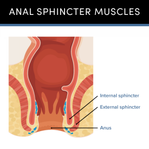 Anal sphincter muscles